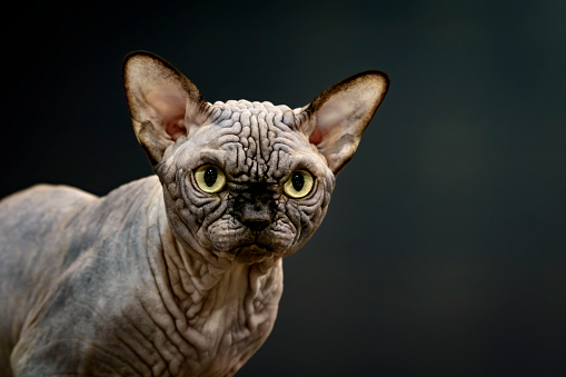 Portrait of grumpy Sphynx Hairless cat against dark gray background