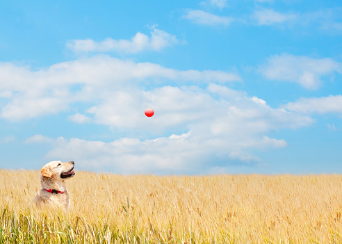 Golden Retriever catching red ball in wheat field in summer