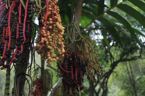 A Açai plant fruits on a rainy day