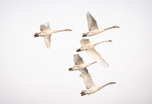 trumpeter swan family of five flying in the sky