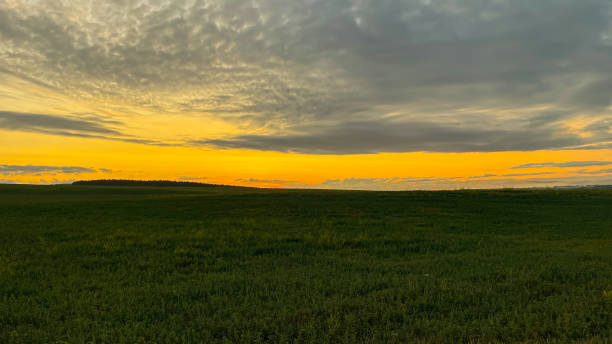 istock dawn in a field on a green meadow 1977746352