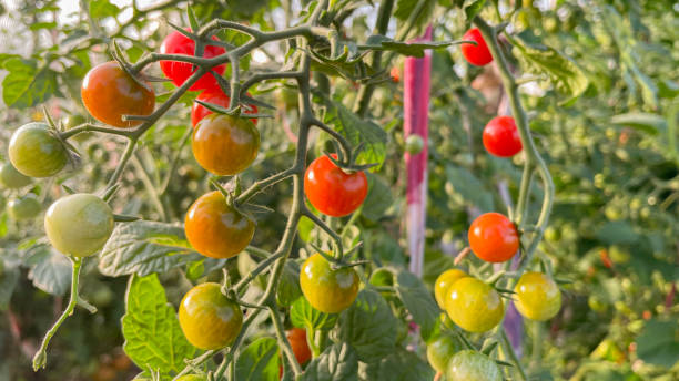 istock small red tomatoes in the greenhouse 1977746899