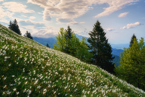Blossom of white daffodil flowers on Golica, Slovenia, Karavanke mountains. Amazing nature, spring landscape with flowering slope, stunning alpine peaks and clouds, outdoor travel background