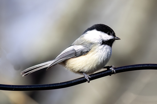 The black-capped chickadee on the feeder