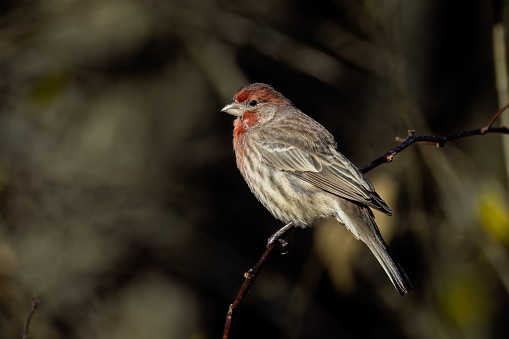 The house finch (Haemorhous mexicanus), native American bird