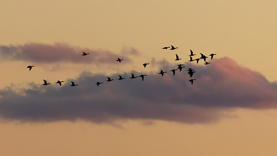 Birds, Sunset, Oregon Inlet, Outer Banks, North Carolina.jpg