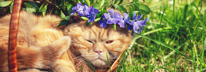 A ginger cat, crowned with a wreath of periwinkle flowers, lies in a basket. Horizontal banner