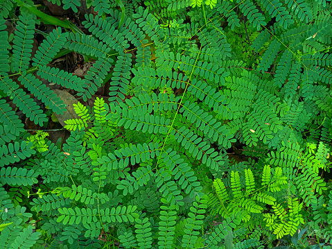 small green leaves in the garden. selective focus