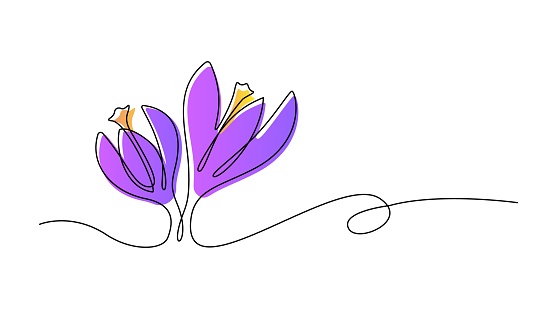 Spring flowers crocus drawn by one line. Vector illustration in minimalist style.