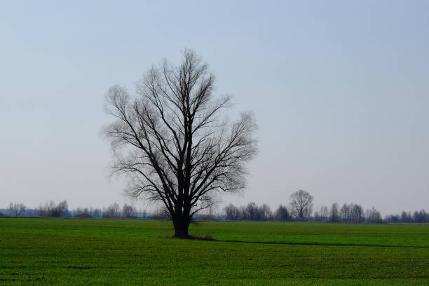 Beautiful single tree in a green field against a blue sky. Spring landscape.