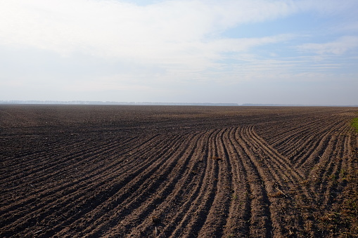 A freshly plowed farm field. Cultivated agricultural land. Landscape.