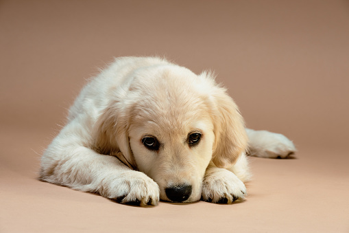 Portrait of a golden retriever dog.