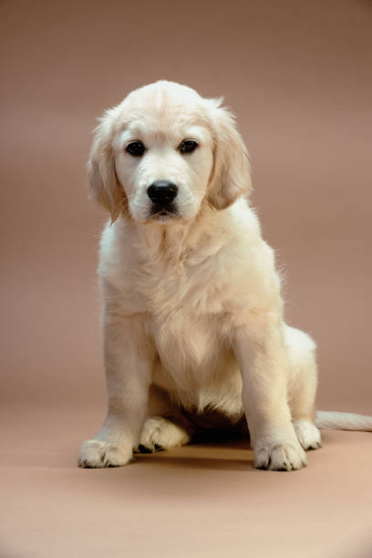 Golden Retriever puppy on white background. Three months ago