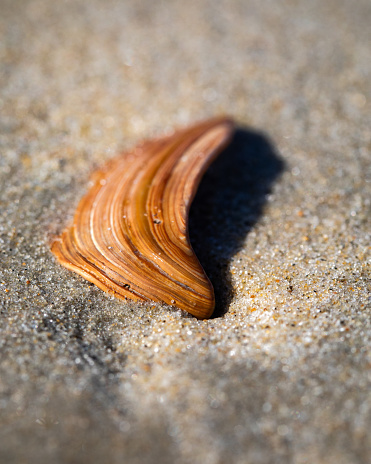 Sea shell, Outerbanks, North Carolina.jpg