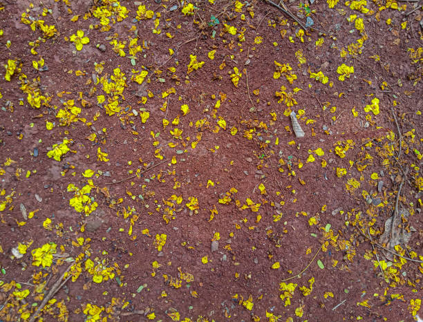 yellow flowers scattered on the red ground. selective focus