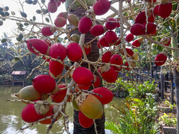 red palm fruit on a palm tree at the garden. selective focus