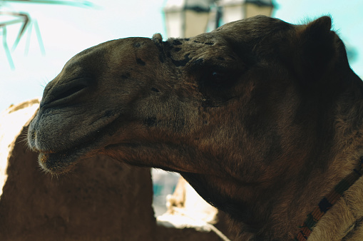 Head of young white dromedary in the desert in profile