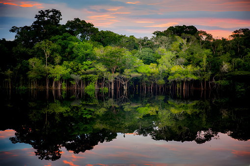 Amazon rainforest. In the photo: Rio Negro, located in the state of Amazonas.