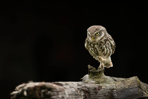 istock Owl perched on a branch in the darkness, illuminated by a brilliant backlight 1977816078