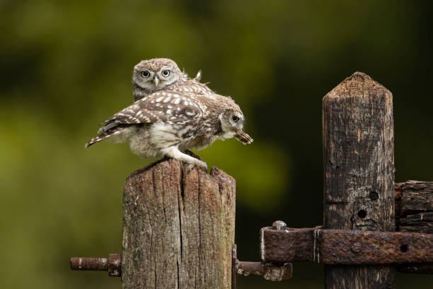 istock Small owl perched on pole with companion bird nearby 1977816617