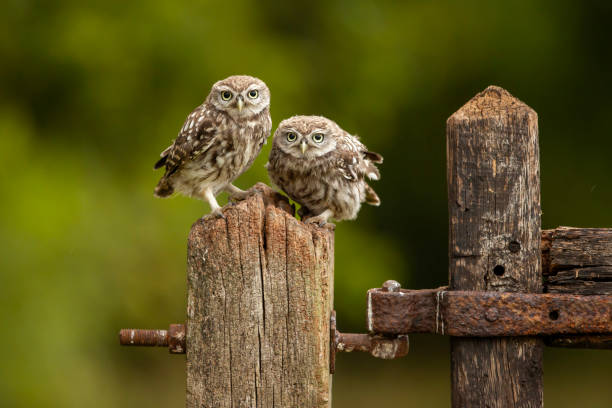 istock Adorable owlets perched on a fence post 1977817165