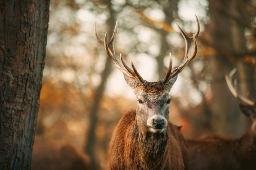 Portrait of British red deer stag (Cervus elaphus) in the light of dawn in Richmond Park, London, UK