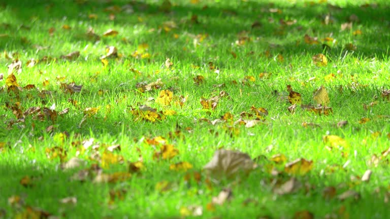 Autumn leaves gently fall on a vibrant green lawn in slow motion in 4k slow motion 60fps