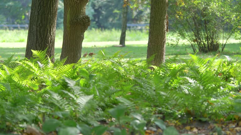 Serene park bench scene with lush greenery and dappled sunlight in 4k slow motion 60fps