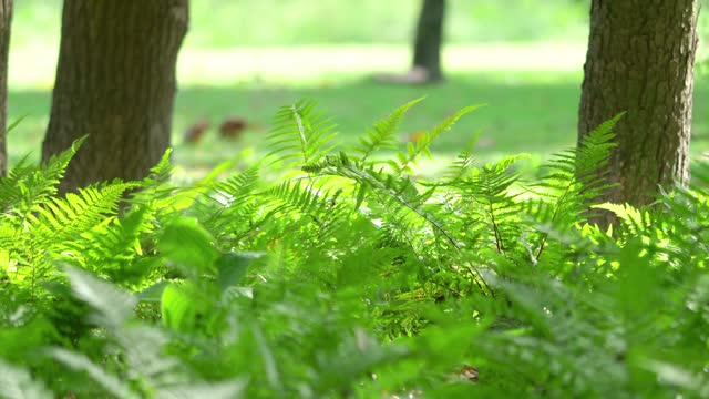 Serene park bench scene with lush greenery and dappled sunlight in 4k slow motion 60fps
