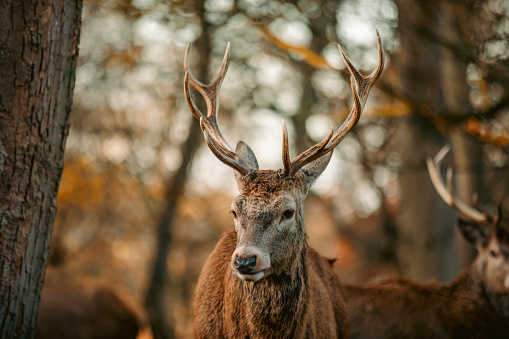 Portrait of British red deer stag (Cervus elaphus) in the light of dawn
