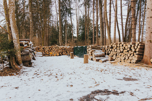 Stacked firewood ready for use in a forest setting