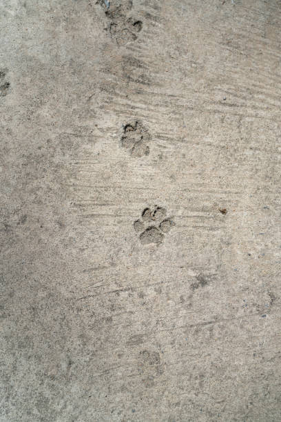 istock Dog feet imprint on concrete surface. 1977838750