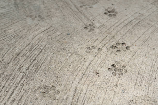 istock Dog feet imprint on concrete surface. 1977838751