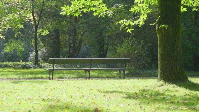 Serene park bench scene with lush greenery and dappled sunlight in 4k slow motion 60fps