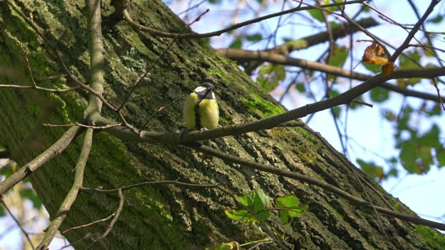 Great tit climbing swiftly up a tree trunk in 4k slow motion 60fps