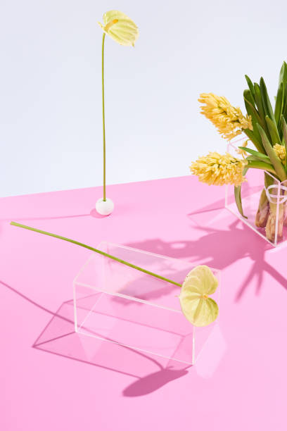 Modern floral display with striking shadows on a white and pink surface, perfect for minimalist decor and product showcasing