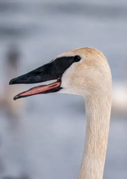 Portrait of the head of trumpeter swan with open beak,teeth and tongue, the feathers have some orange hues