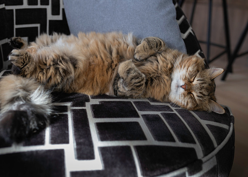 Napping for Fluffy Siberian Cat