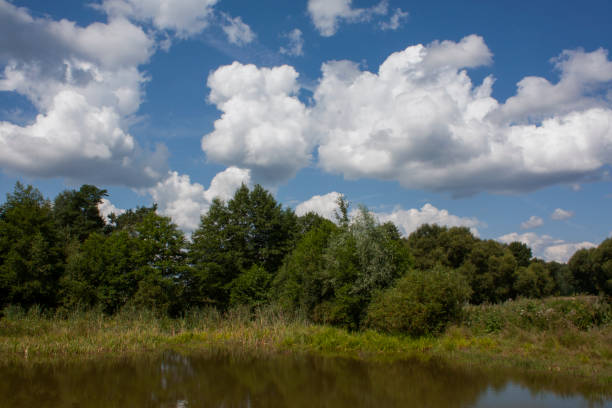 small forest pond, forest edge and lake on a hot summer day with cumulus clouds, summer forest landscape