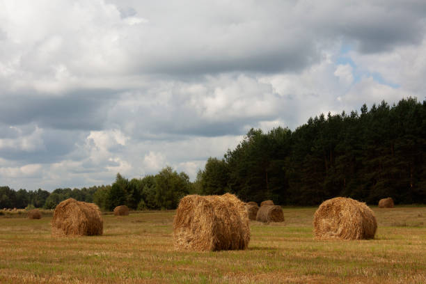 Rolled haystacks at the field
