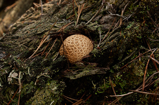 Common puffball (Lycoperdon perlatum) (Syn. L. gemmatum) in mixed forest