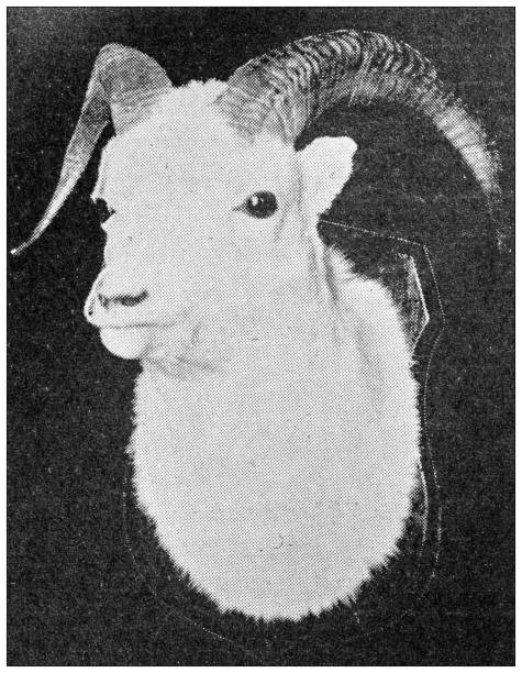 istock Sport and pastimes in 1897: Mountain sheep head, hunting trophy 1977912663