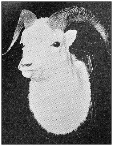 Sport and pastimes in 1897: Mountain sheep head, hunting trophy