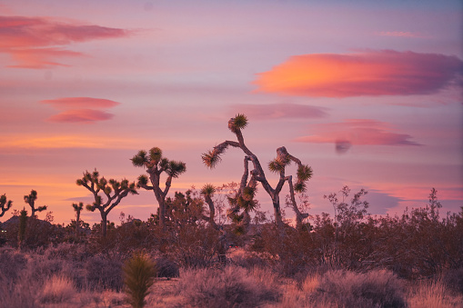 Joshua tree at sunset with lenticular cloud formations