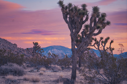 Beavertail Cacti (Opuntia basilaris) is one of the most beautiful flowering plants in Joshua Tree National Park, California. A rare view in this arid desert after uncommon rain showers.