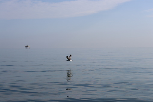 Single Gull floating on the lake