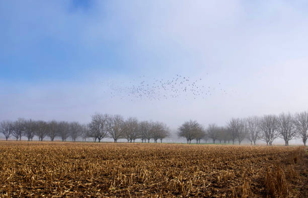 A flock of pigeons appear through the winter mist above the desolate harvested cornfield quercynoise