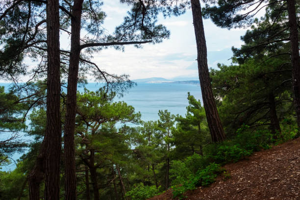 Beautiful sea view from the pine forest on the cliff in summer