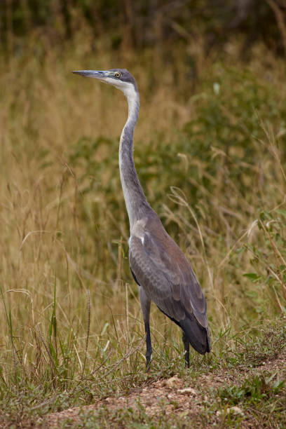 istock A Black Headed Heron Standing Amidst Yellow and Green Tall Grasses 1977945446