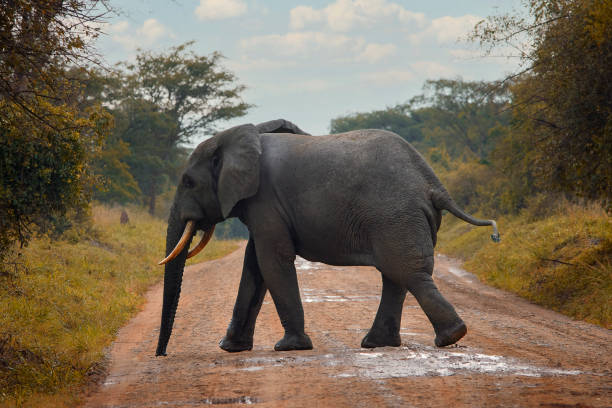 Elephant and her baby in Serengeti! Tanzania Africa